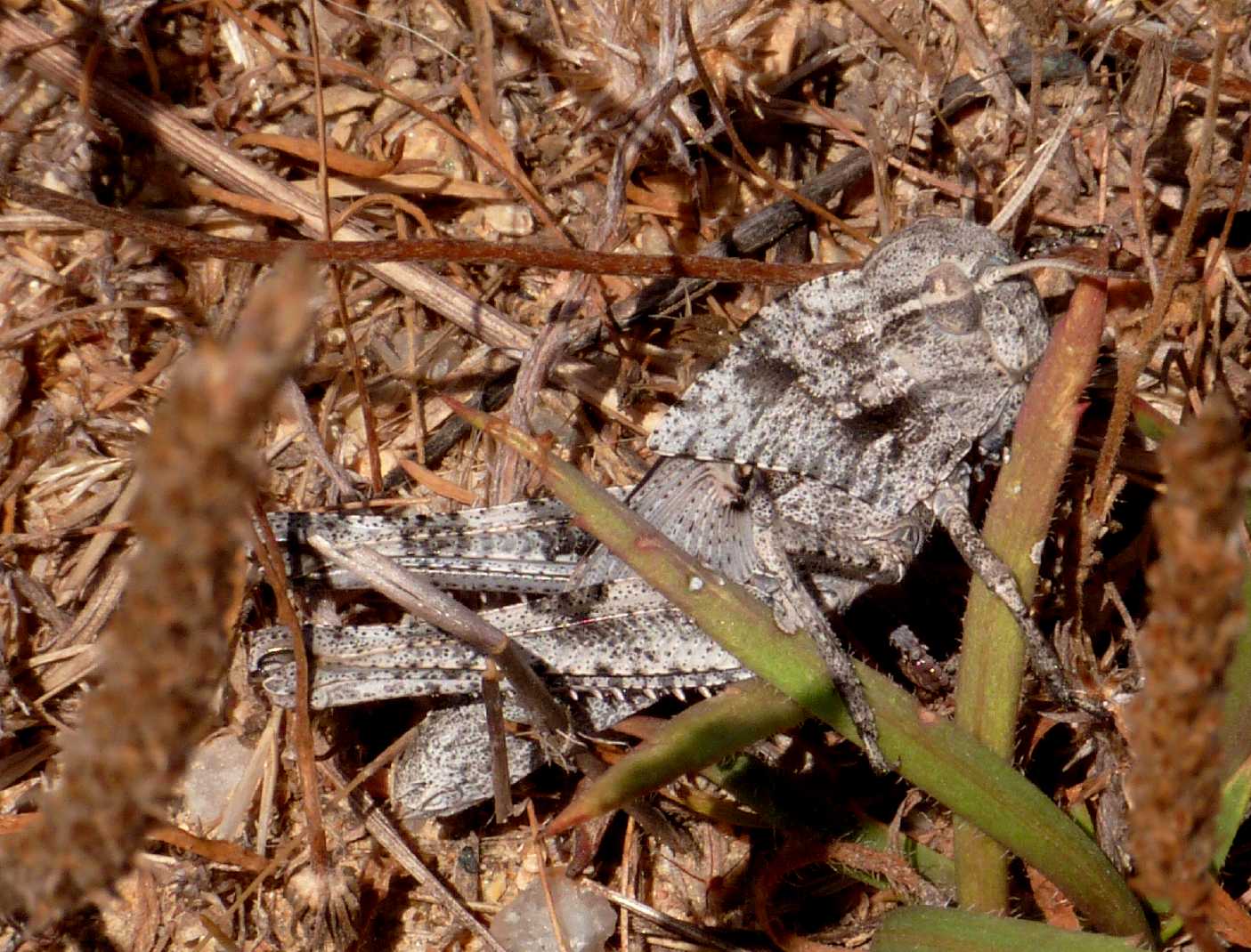 Locusta migratoria e Oedaleus decorus